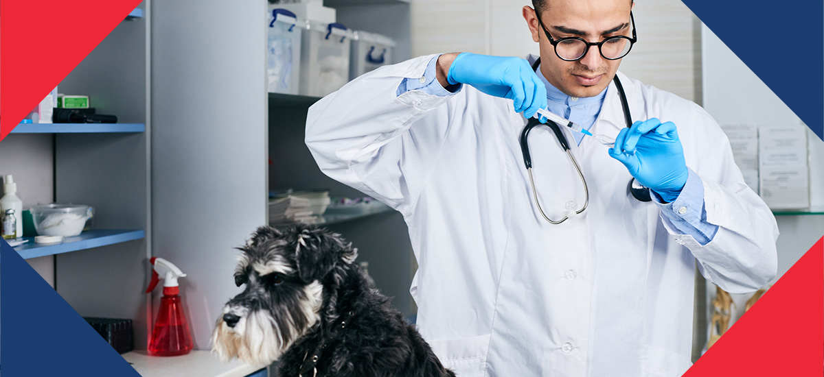 A veterinarian preparing to give a dog a vaccine.